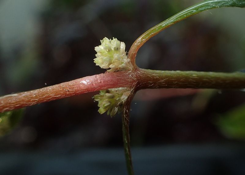 Alternanthera reineckii — Alternanthera reineckii