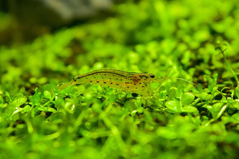 Crevette Amano — Caridina multidentata