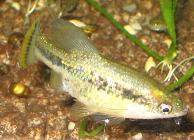 Ameca splendens — Ameca splendens