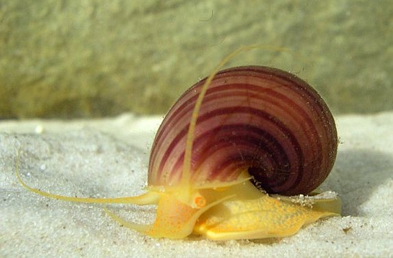 Ampullaire — Pomacea diffusa