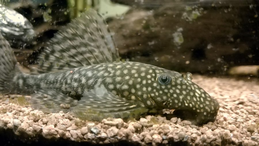 Ancistrus — Ancistrus sp.
