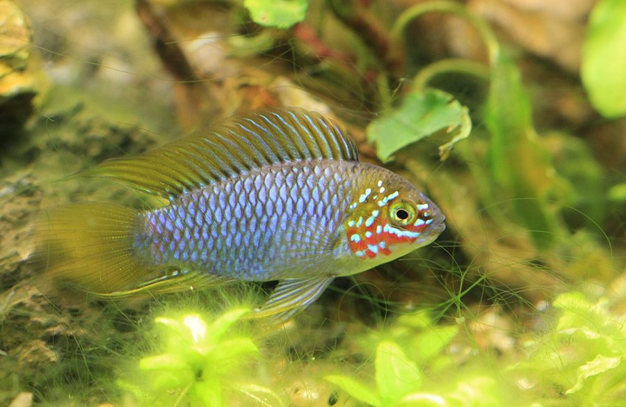 Apistogramma borellii — Apistogramma borellii