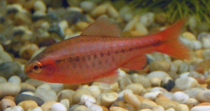 Barbus cerise — Puntius titteya