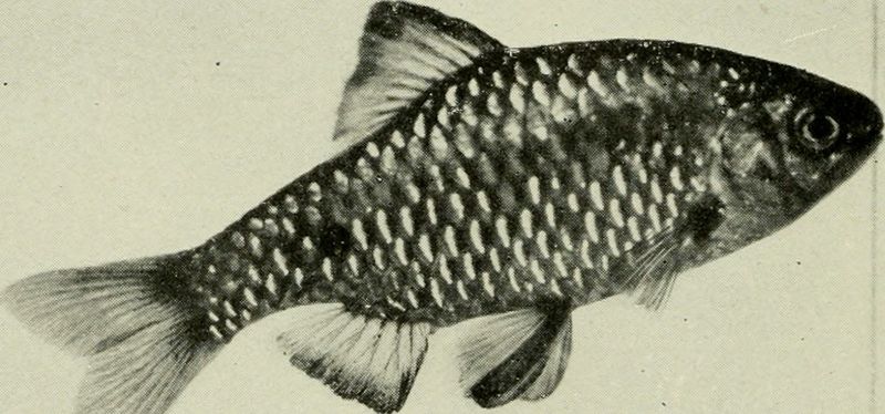 Barbus rosé — Pethia conchonius