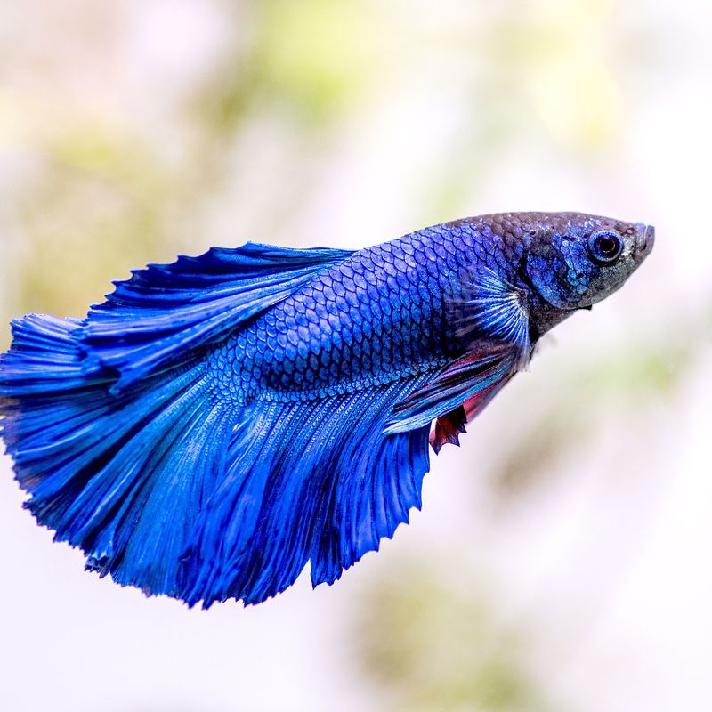 Combattant — Betta splendens