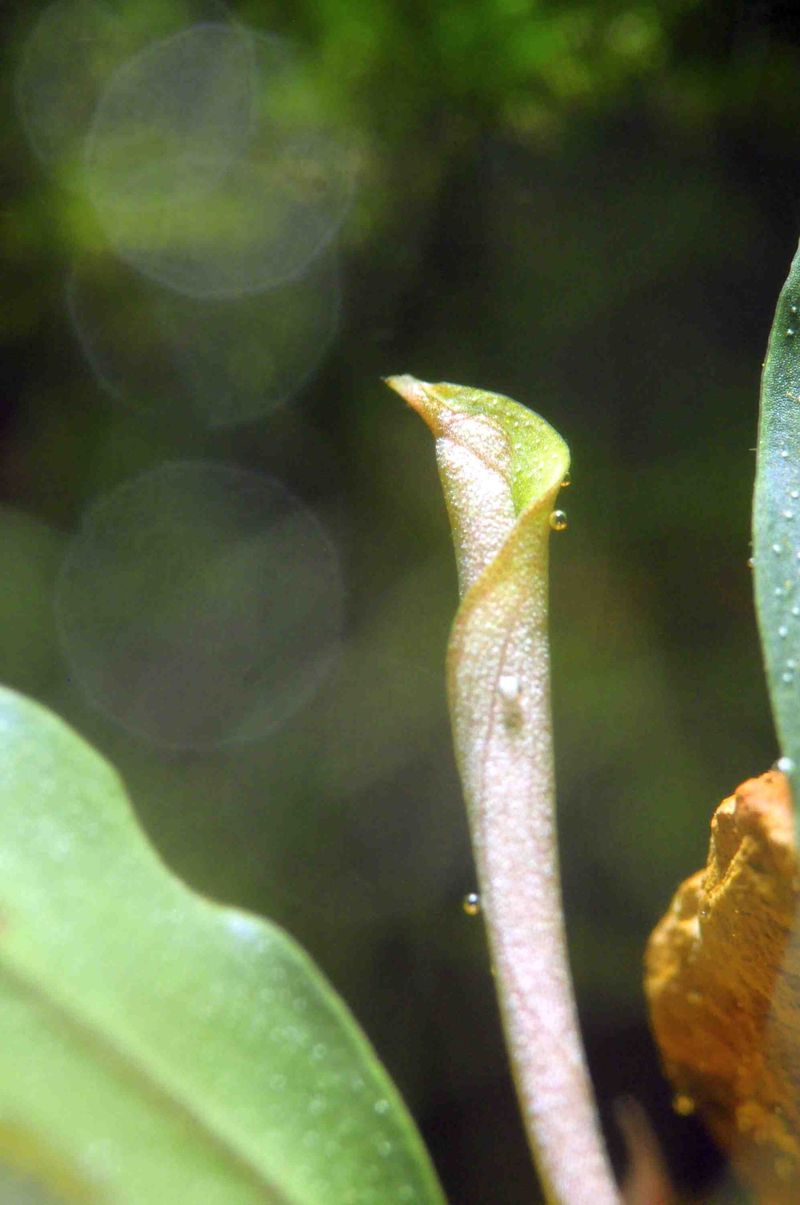 Bucephalandra — Bucephalandra sp.