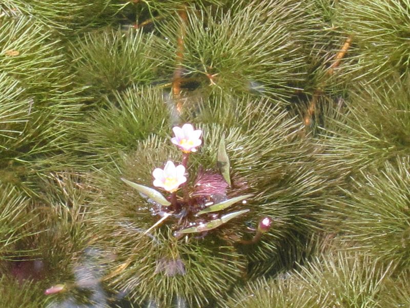 Cabomba — Cabomba caroliniana