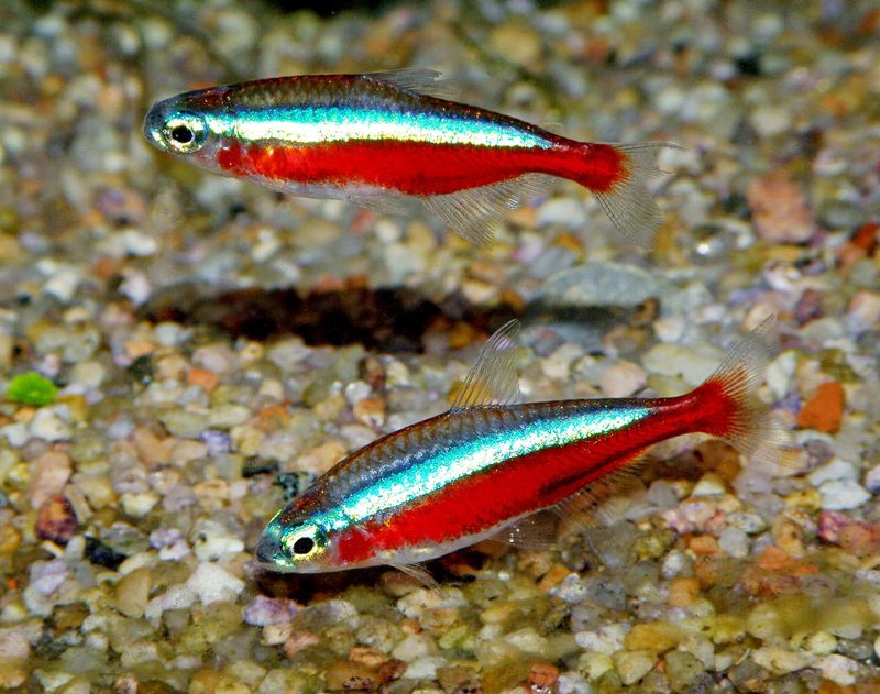 Néon cardinalis — Paracheirodon axelrodi