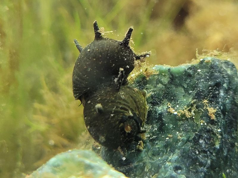 Escargot corne de cerf — Clithon corona