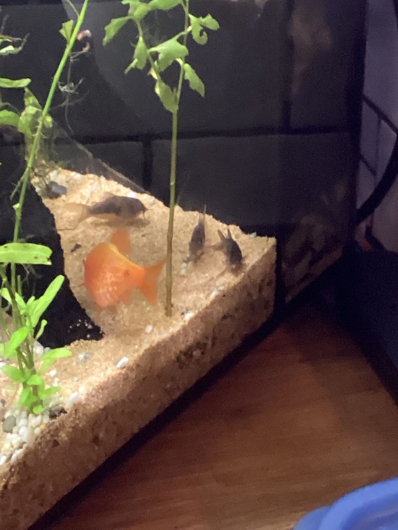 Corydoras bronze — Corydoras aeneus