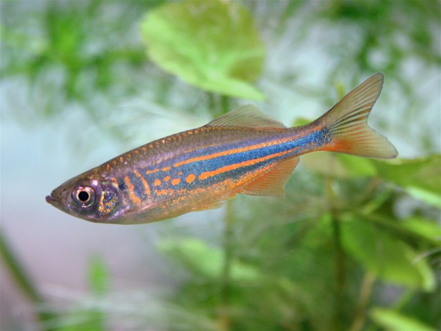 Danio géant — Devario aequipinnatus