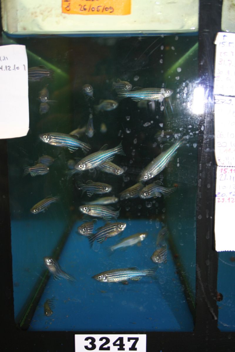 Danio zébré — Danio rerio