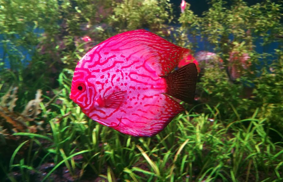 Discus — Symphysodon aequifasciatus