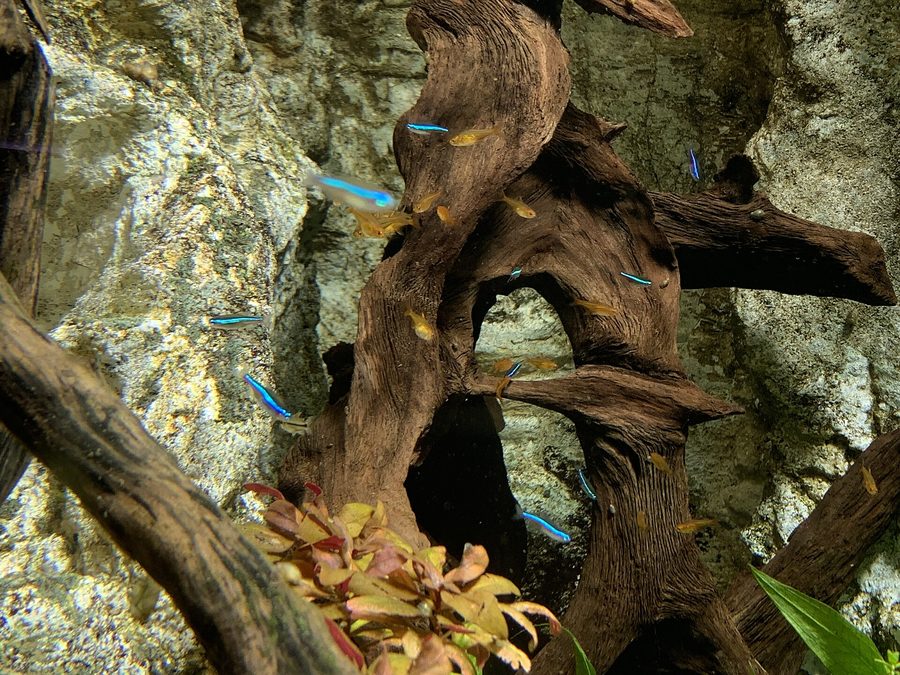 Tétra ember — Hyphessobrycon amandae
