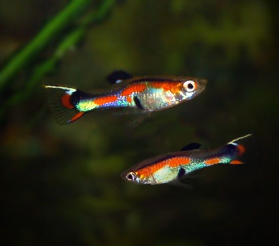 Guppy Endler — Poecilia wingei