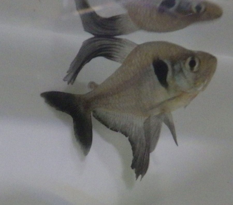 Tétra fantôme noir — Hyphessobrycon megalopterus