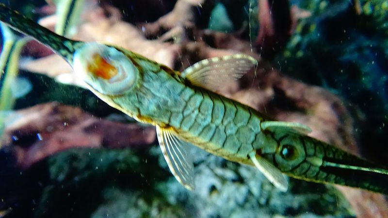 Farlowella — Farlowella acus