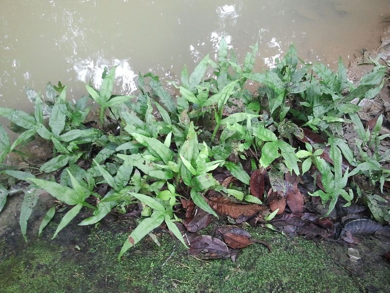 Fougère de Java — Microsorum pteropus