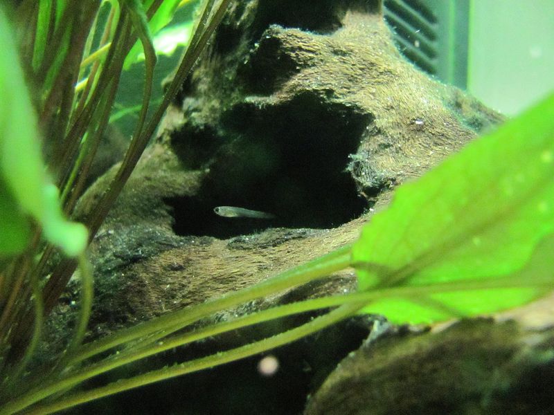 Guppy — Poecilia reticulata