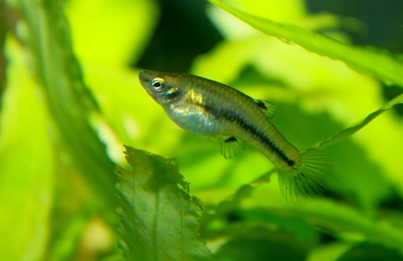 Heterandria formosa — Heterandria formosa