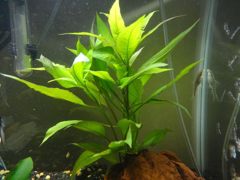Hygrophila corymbosa — Hygrophila corymbosa