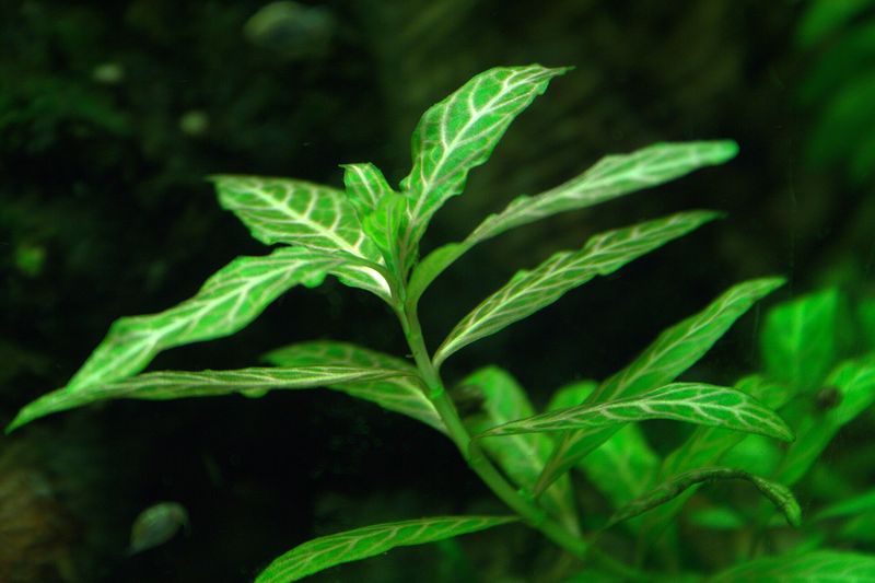 Hygrophila polysperma — Hygrophila polysperma