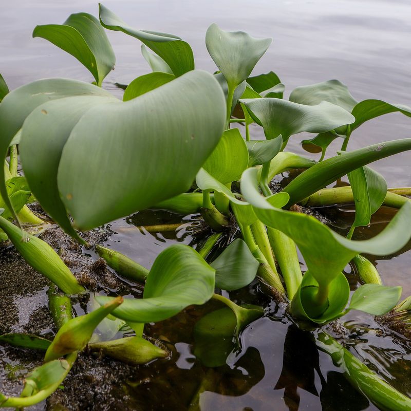 Jacinthe d'eau — Pontederia crassipes
