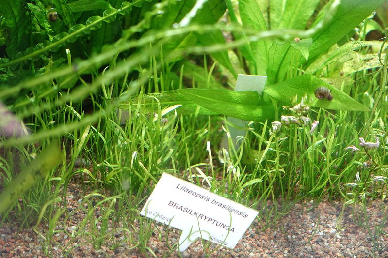Lilaeopsis — Lilaeopsis brasiliensis
