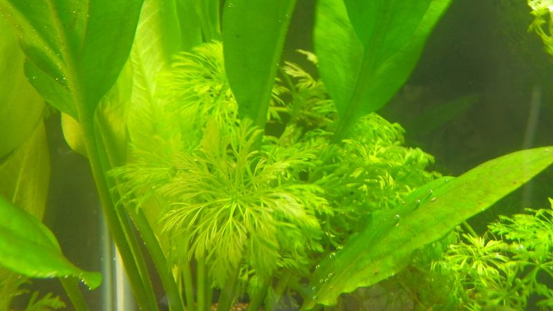 Limnophila sessiliflora — Limnophila sessiliflora