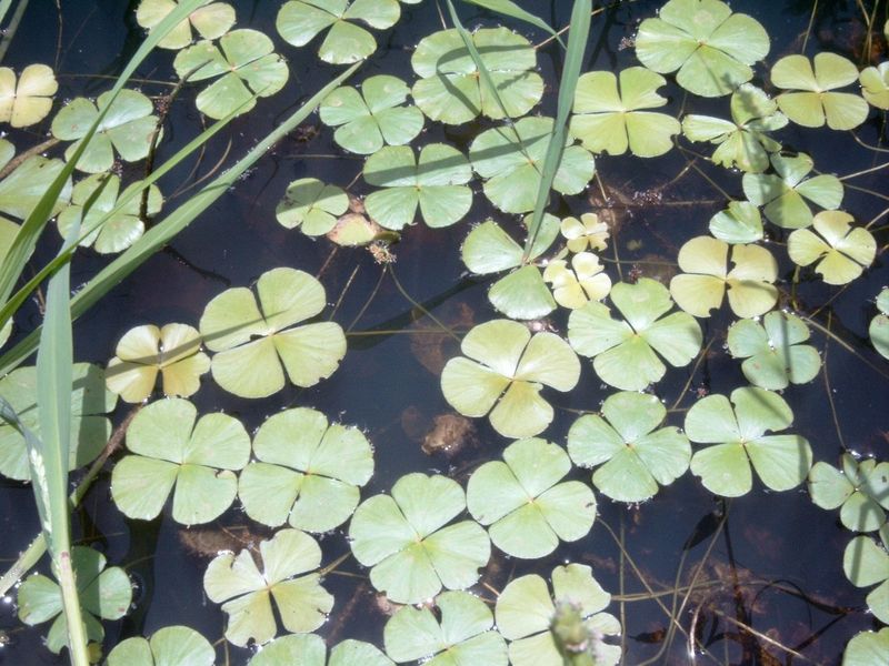 Marsilea hirsuta — Marsilea hirsuta