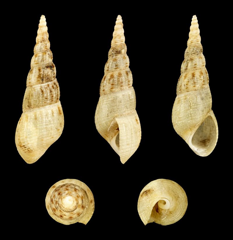 Mélanoïde — Melanoides tuberculata