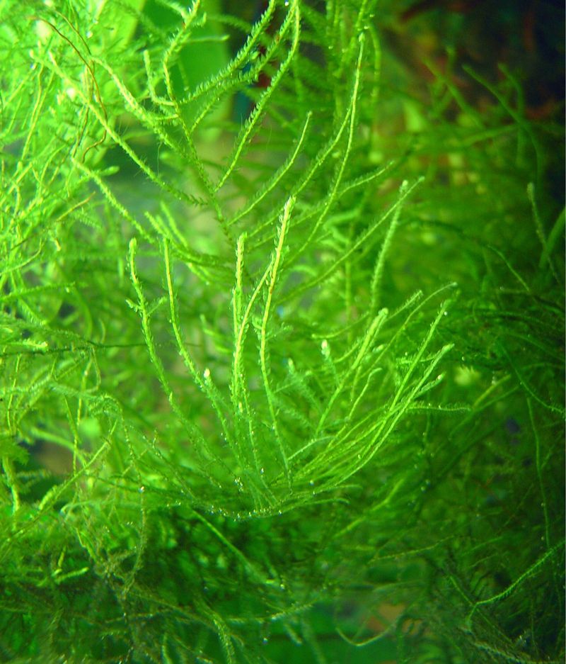Mousse de Java — Taxiphyllum barbieri