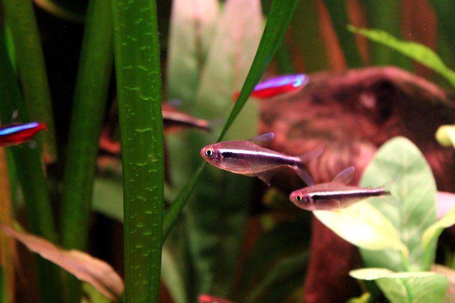 Néon noir — Hyphessobrycon herbertaxelrodi