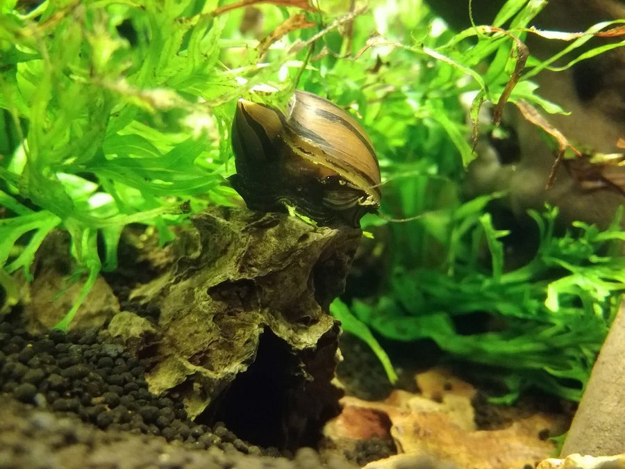 Escargot néritine — Neritina natalensis