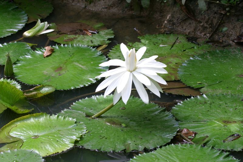 Lotus tigre — Nymphaea lotus