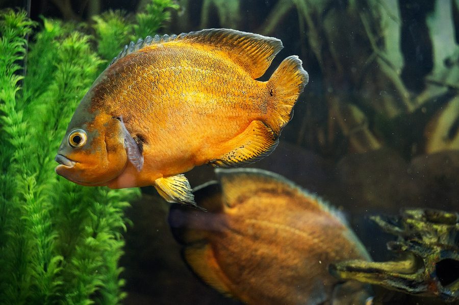 Oscar — Astronotus ocellatus