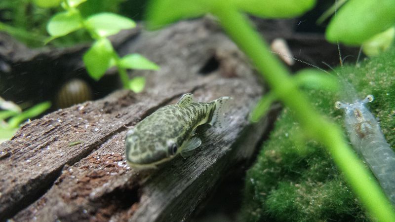 Otocinclus — Otocinclus sp.