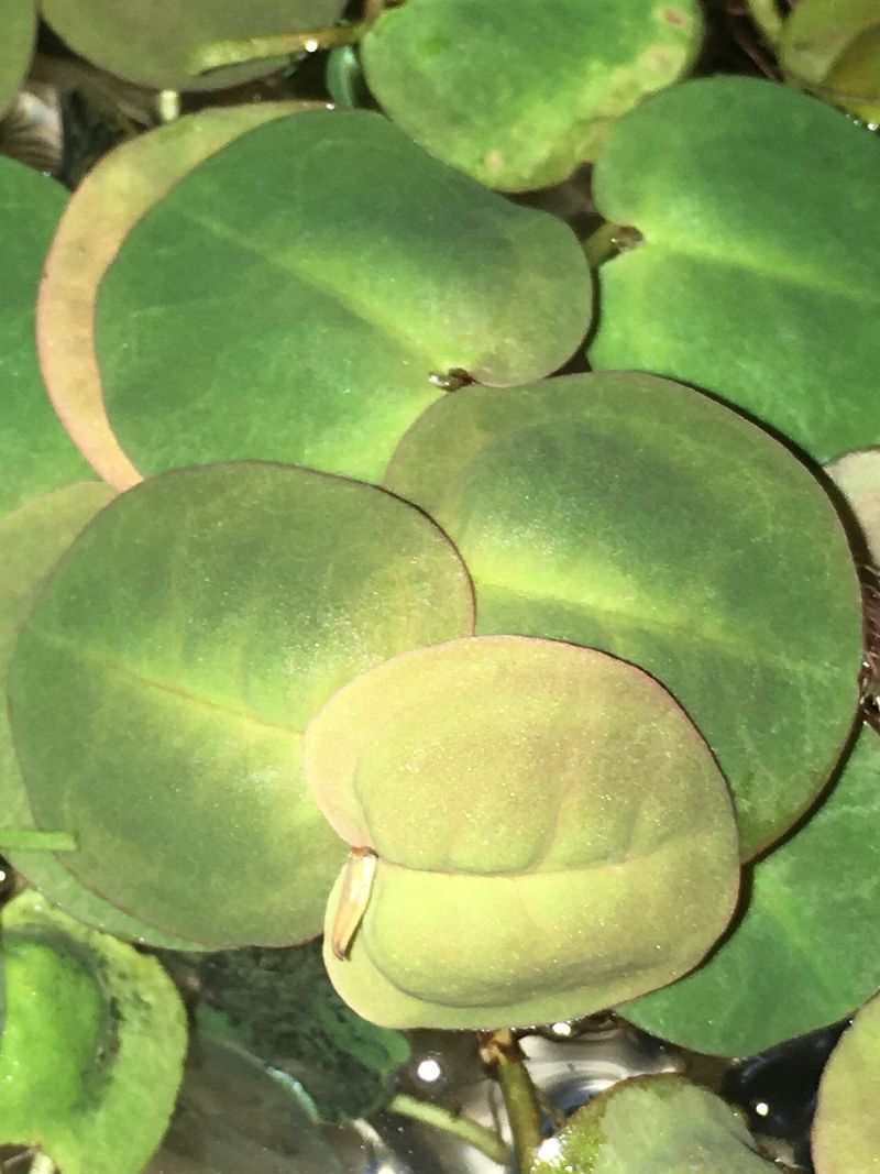 Nénuphar rouge flottant — Phyllanthus fluitans