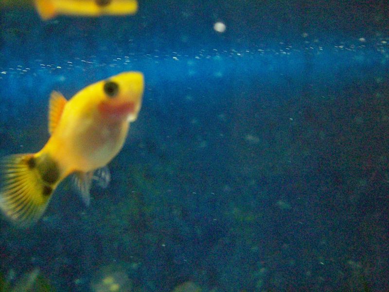 Platy — Xiphophorus maculatus