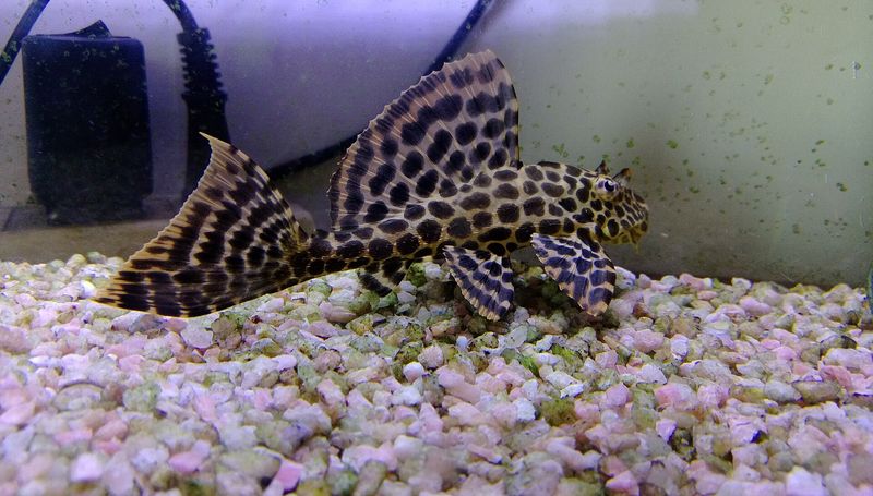 Pléco commun — Pterygoplichthys pardalis