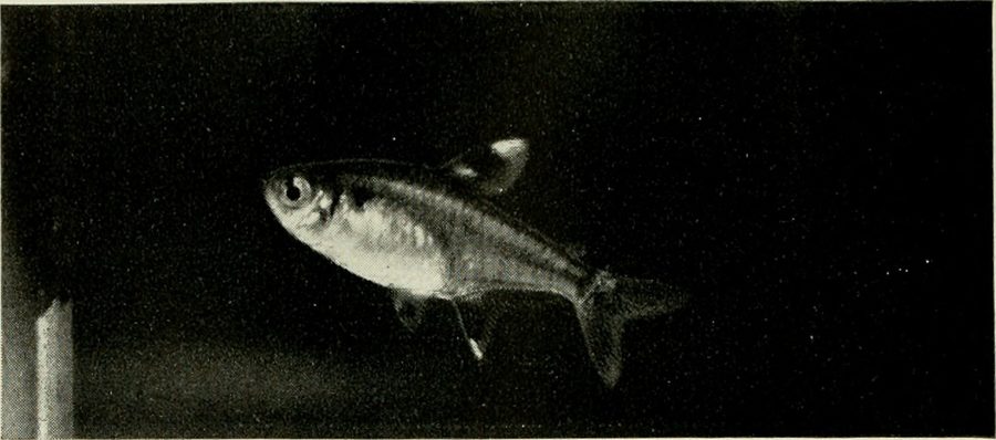 Pristella — Pristella maxillaris