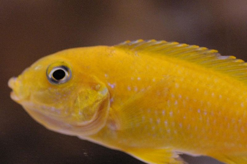 Pseudotropheus saulosi — Chindongo saulosi