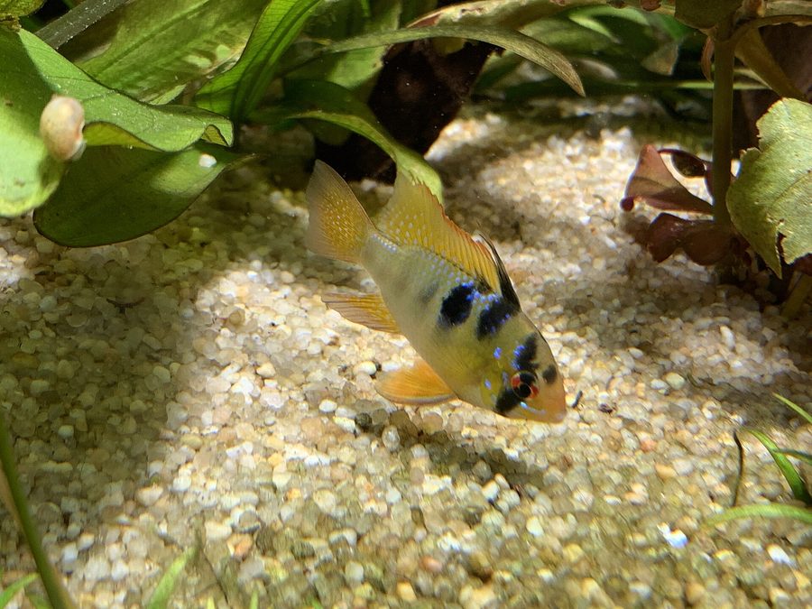 Ramirezi — Mikrogeophagus ramirezi
