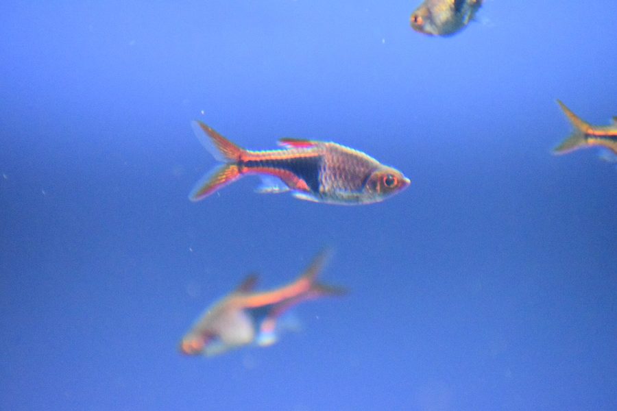 Rasbora arlequin — Trigonostigma heteromorpha