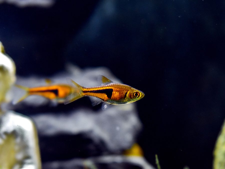 Rasbora espei — Trigonostigma espei