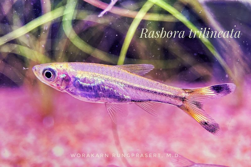 Rasbora à queue de ciseaux — Rasbora trilineata