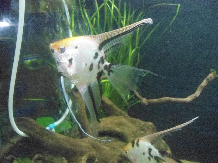 Scalaire — Pterophyllum scalare