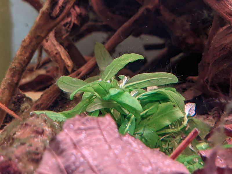 Staurogyne repens — Staurogyne repens