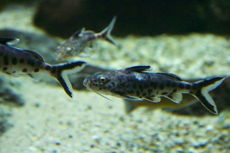 Synodontis petricola — Synodontis lucipinnis