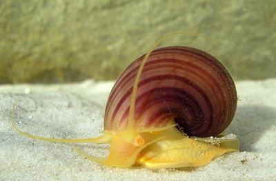 Ampullaire (Pomacea diffusa)